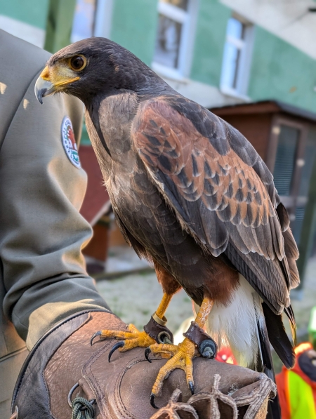 Warsztaty z sokolnikiem – wyjątkowa przygoda z ptakami drapieżnymi